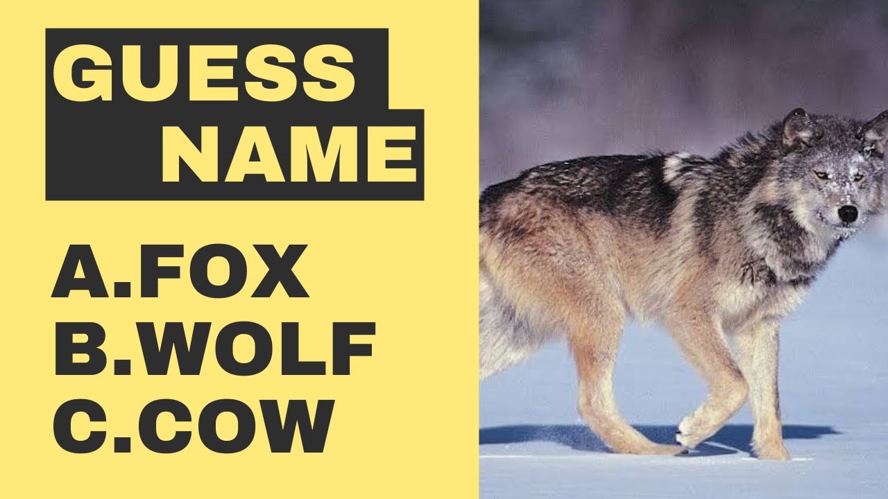 Guess The Animals Name.