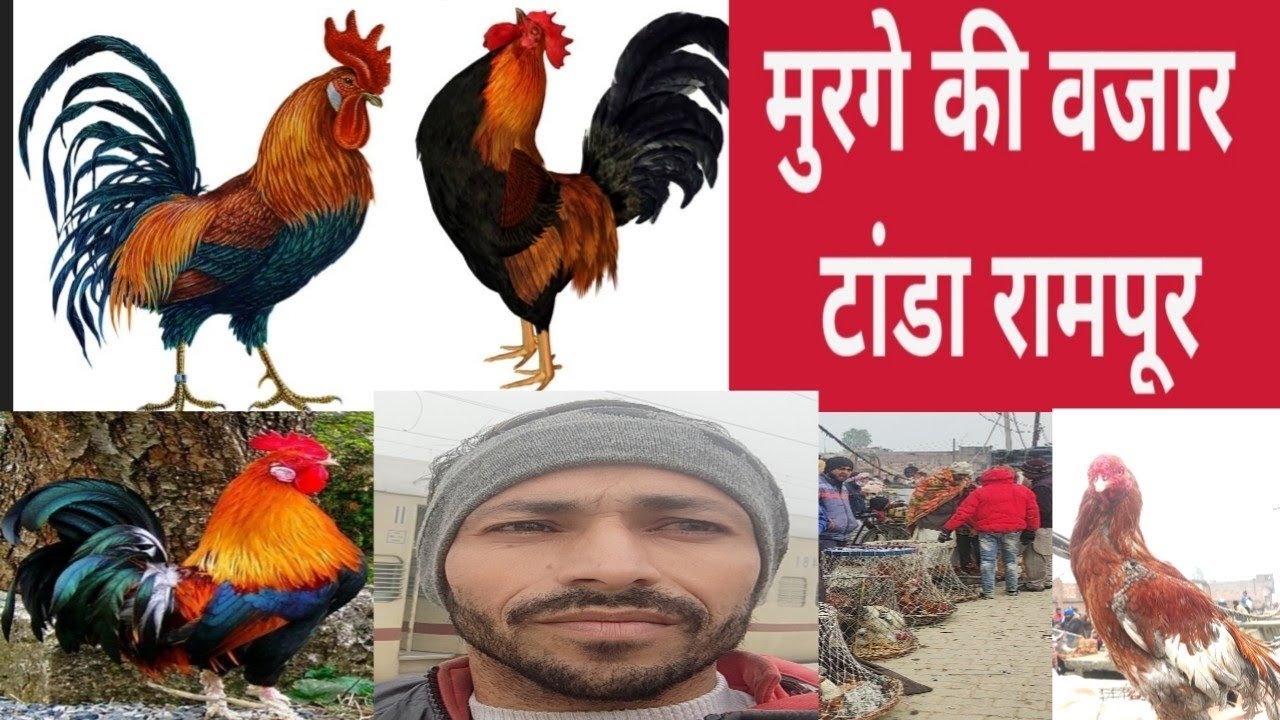 मुरगे की वजार टांडा रामपूर/ murgi ki Bajar Tanda Rampur