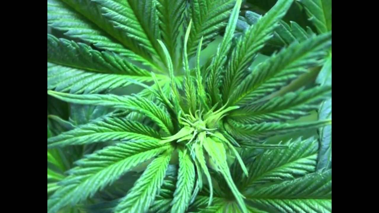 Delicious Seeds - Seguimiento Northern Light Blue - 5 &ordf; parte