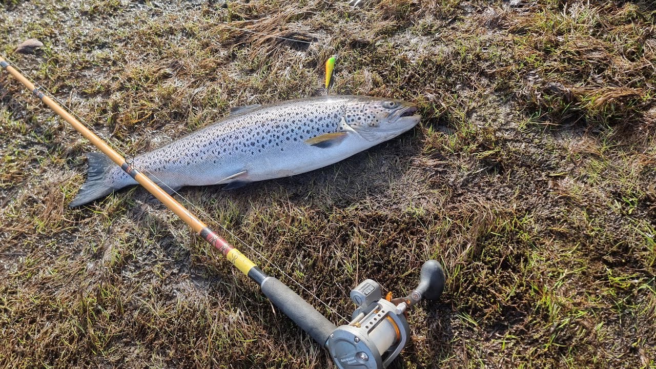 Puskasoutua Isohaarassa. Taimenta nousee!!