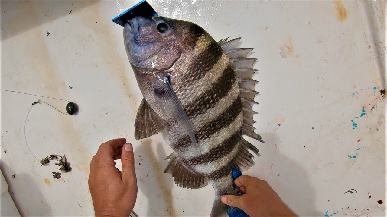 SEA URCHIN - The Best Sheepshead Bait