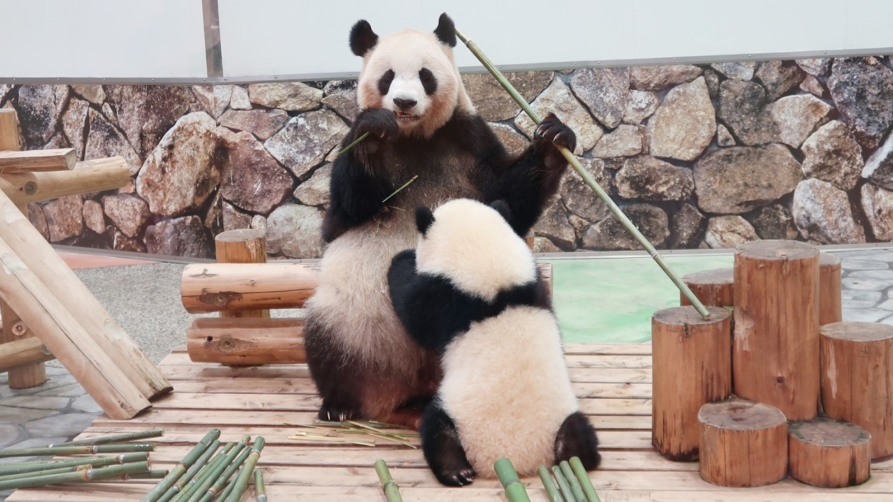 貴重映像。 赤ちゃんパンダの授乳シーン。 おかあさんは夢中で食べている。 #パンダ #アドベン #アドベンチャーワールド