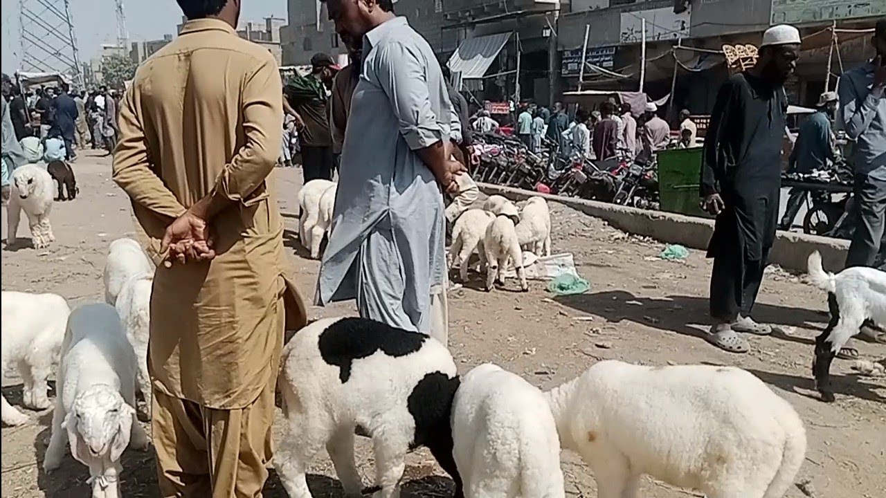 OrangiTown Sunday Bazar Nishan e Haider .|Bakra Mandi|Exotic Birds|Use Item very Chip Price|