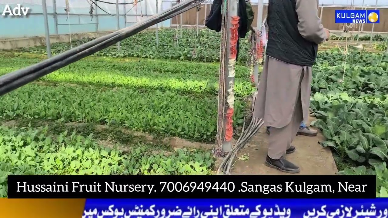 Hussaini Fruit Nursery 7006949440Address :Sangas , Kulgam, Near middle school