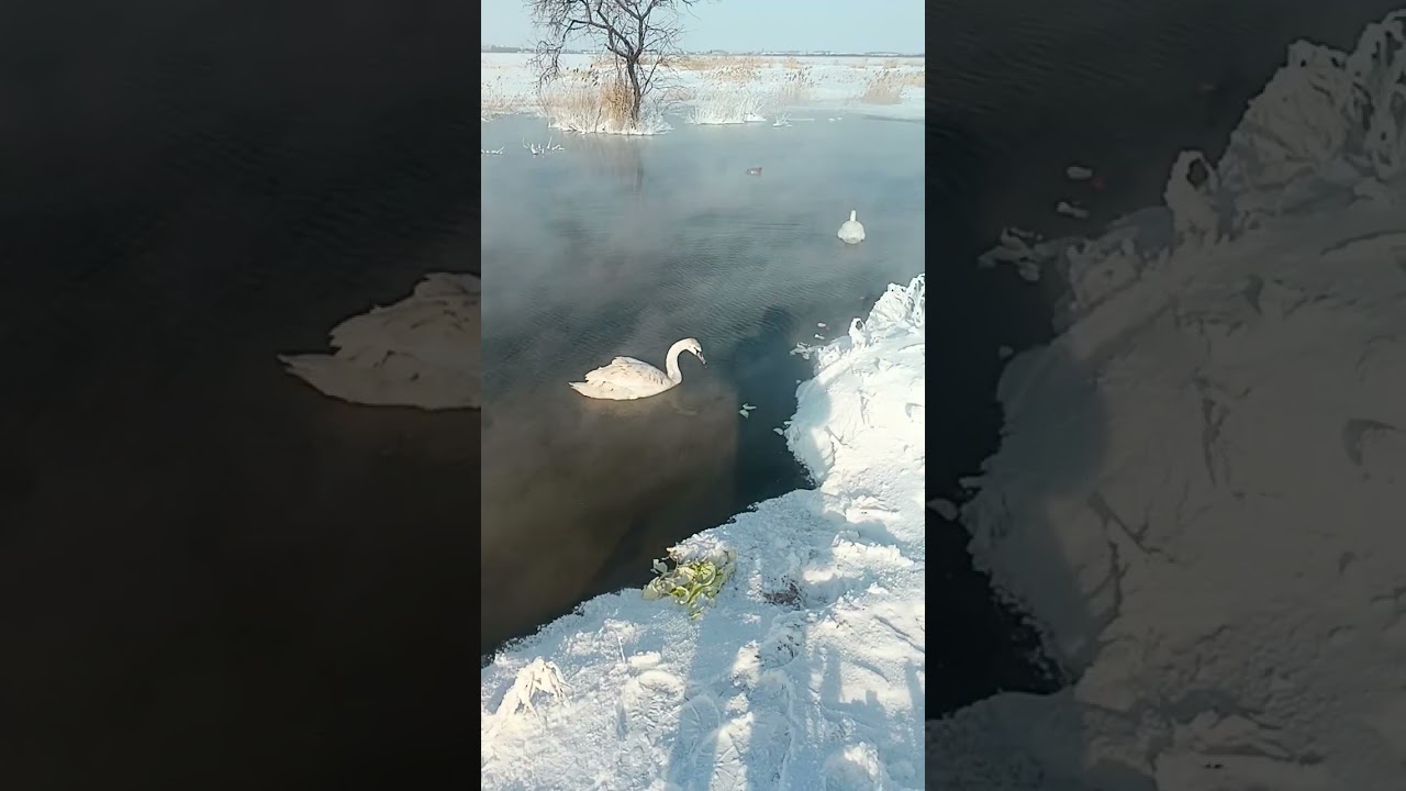 Лебеди. Славгород, оз.Сикачи 28.02.2026