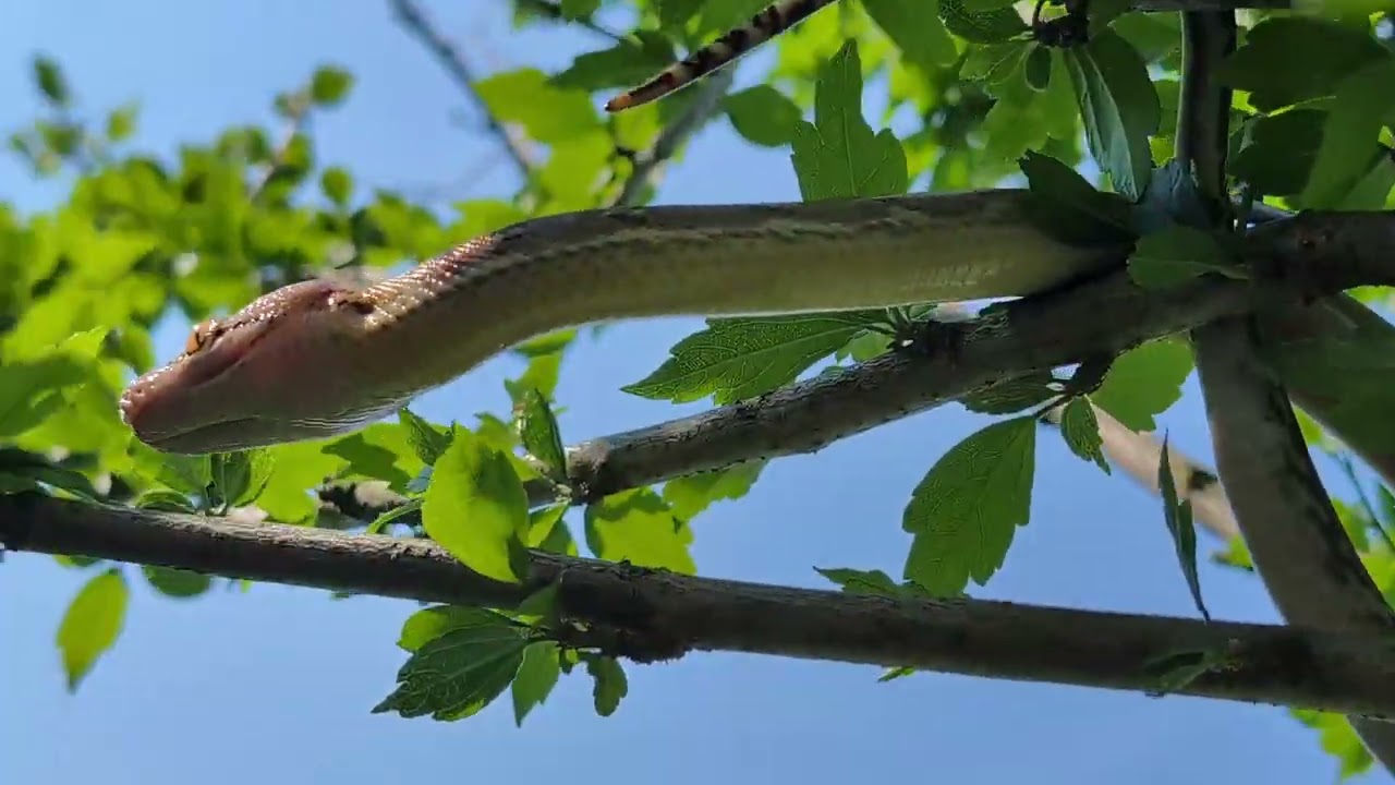 Reticulated python (Malayopython reticulatus jampeanus) climbing a tree