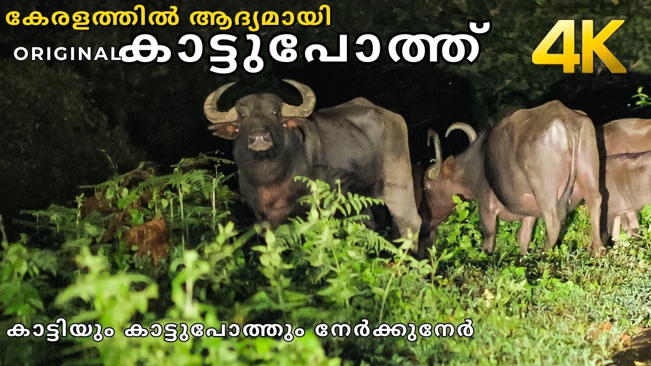 കേരളത്തിൽ ഇനി കാട്ടിയും കാട്ടുപോത്തും ഉണ്ട് !!! 4K