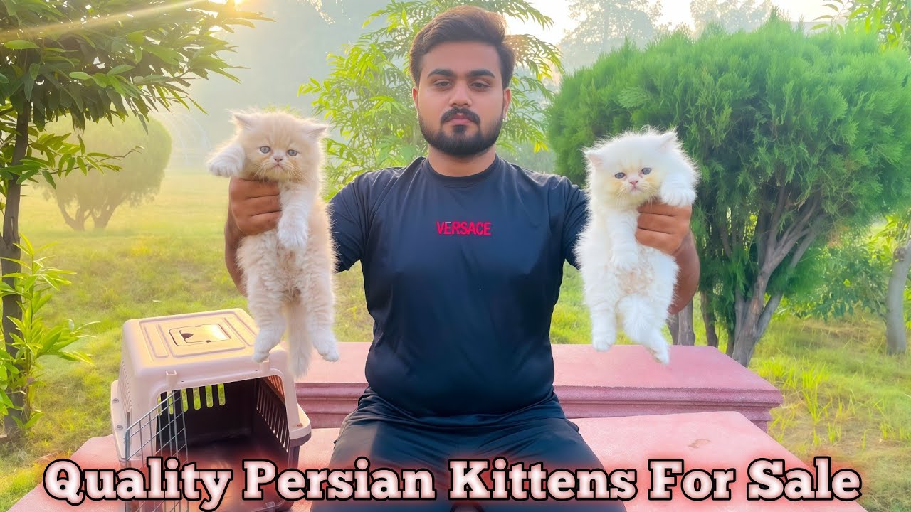 Persian Kittens Price in Pakistan/Cat Baby/Blue Eyes/Triple Coat/Punch Face/Cats Kittens Shop/Market