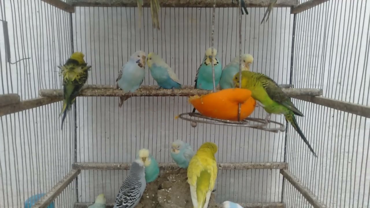 🐦セキセイインコが落ち着く環境