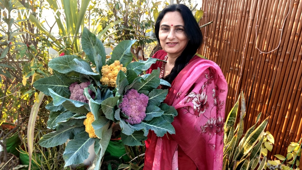 How to grow colour full cauliflower ( gobhi) in pot | Rashmi's World - Create to Decorate