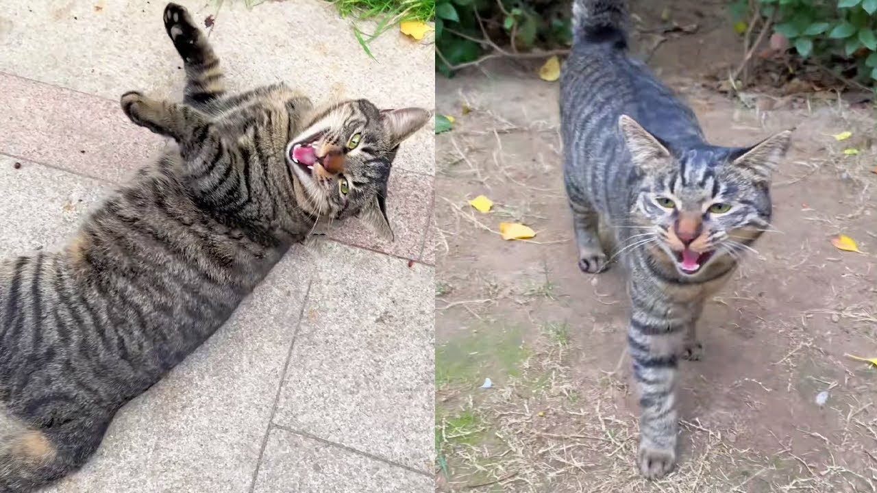 Умнее кусать и восемь? Играть  кусать  как родитель  сердце [Сяо Фэн мяу] #КошачийДвор