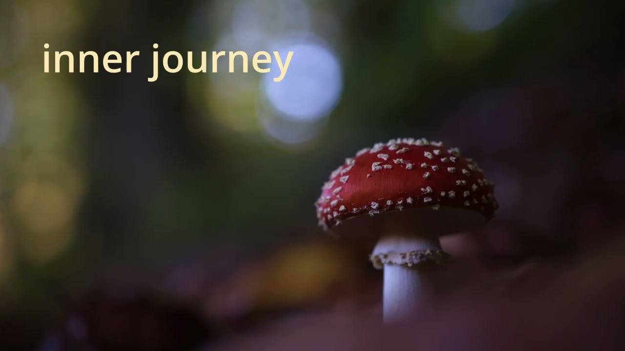 Sacred Forest Meditation Music
