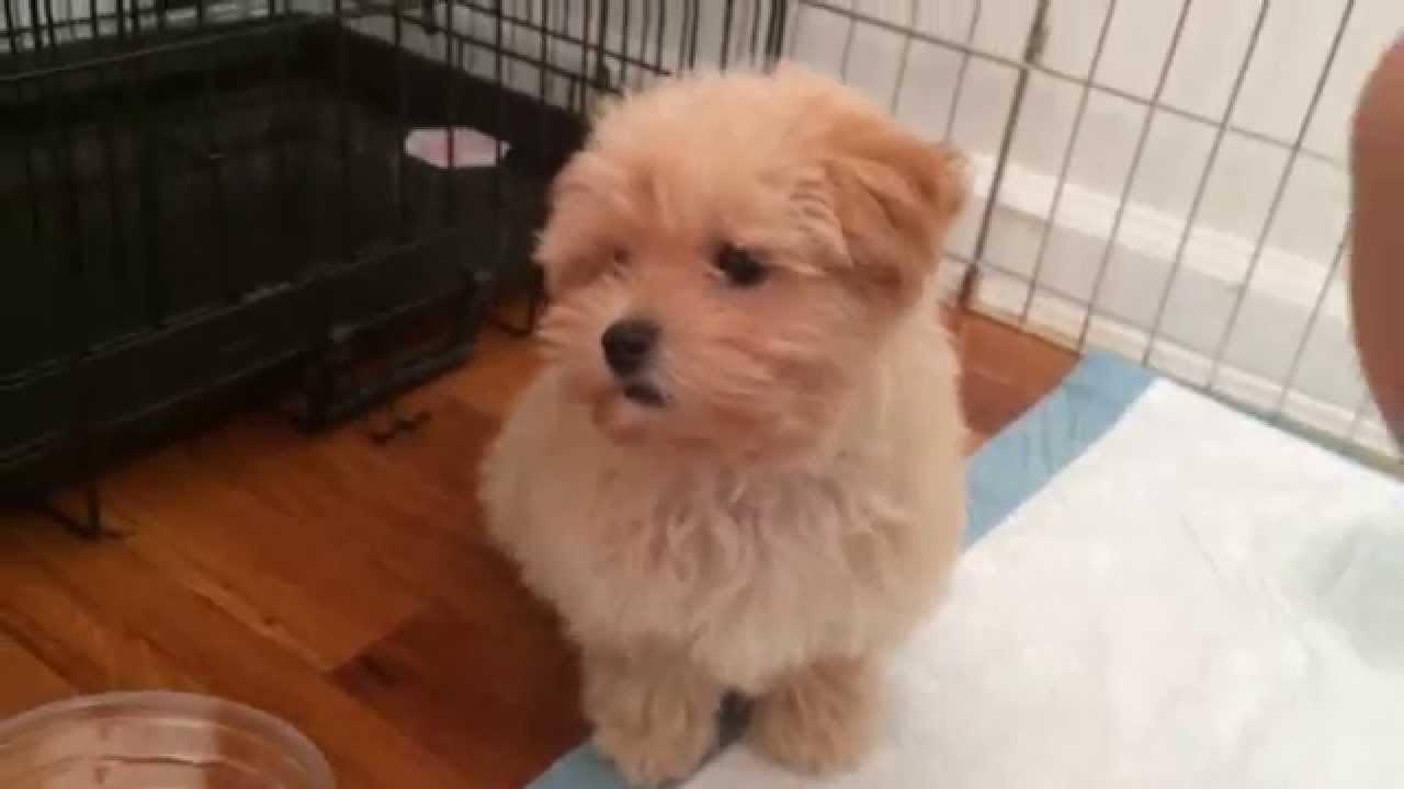 Cute Maltipoo DOMO Wants to Play