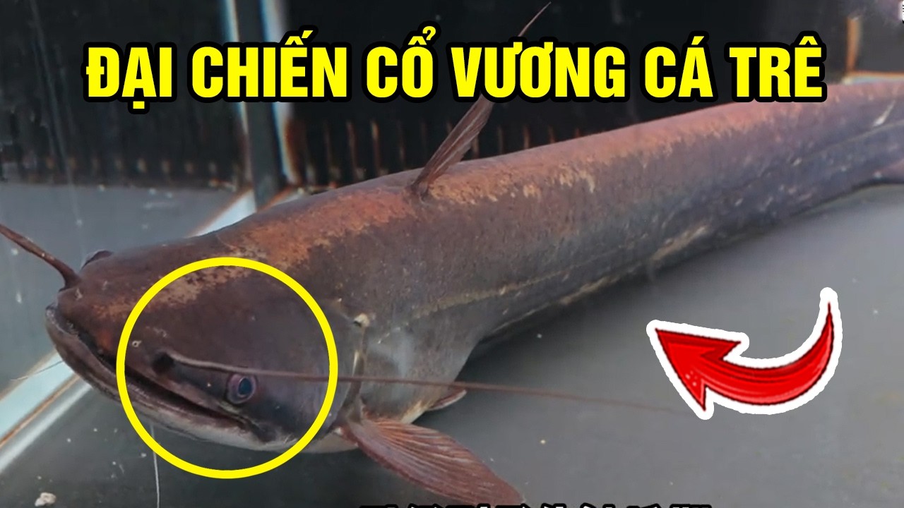 Review Đại Chiến Cổ Vương Cá Trê Để Tìm Con Mạnh Nhất Và Cái Kết