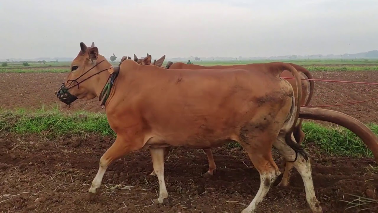 Video Profil Desa Plakaran