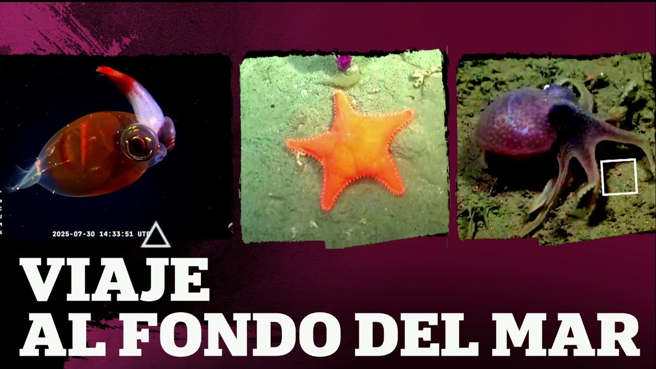 Los SECRETOS de la EXPEDICIÓN del CONICET en el fondo del mar - #ElNotiDeLaGente