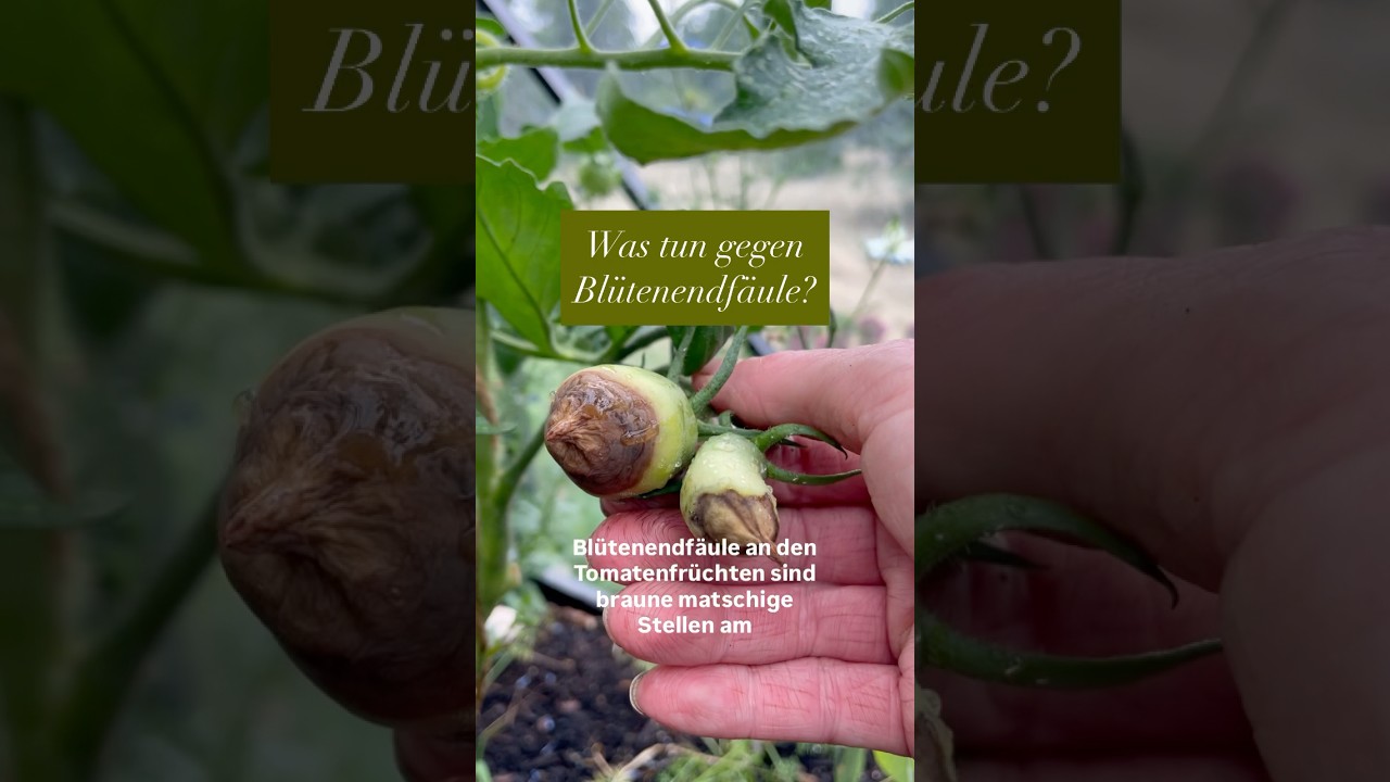 Was tun gegen Bl&uuml;tenendf&auml;ule? #tomatenpflanzen #gartenblog