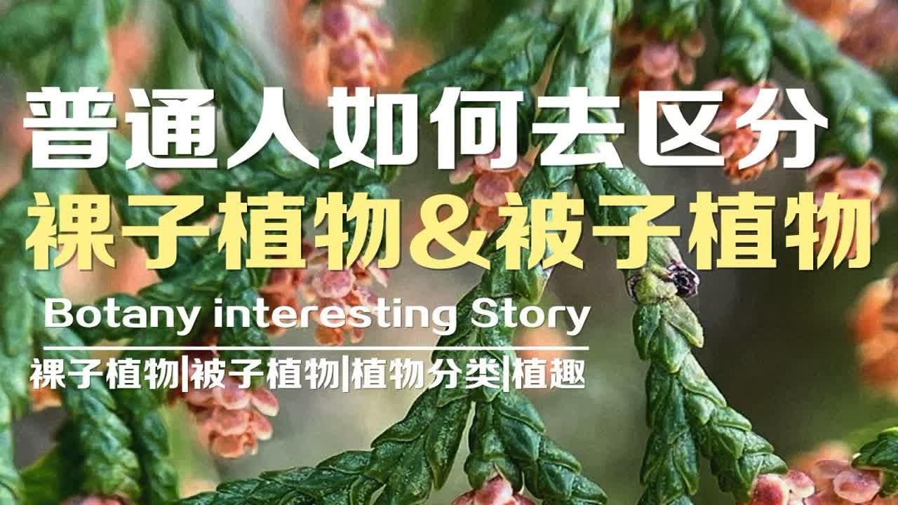 普通人应该如何分辨，身边的植物，是裸子植物还是被子植物？