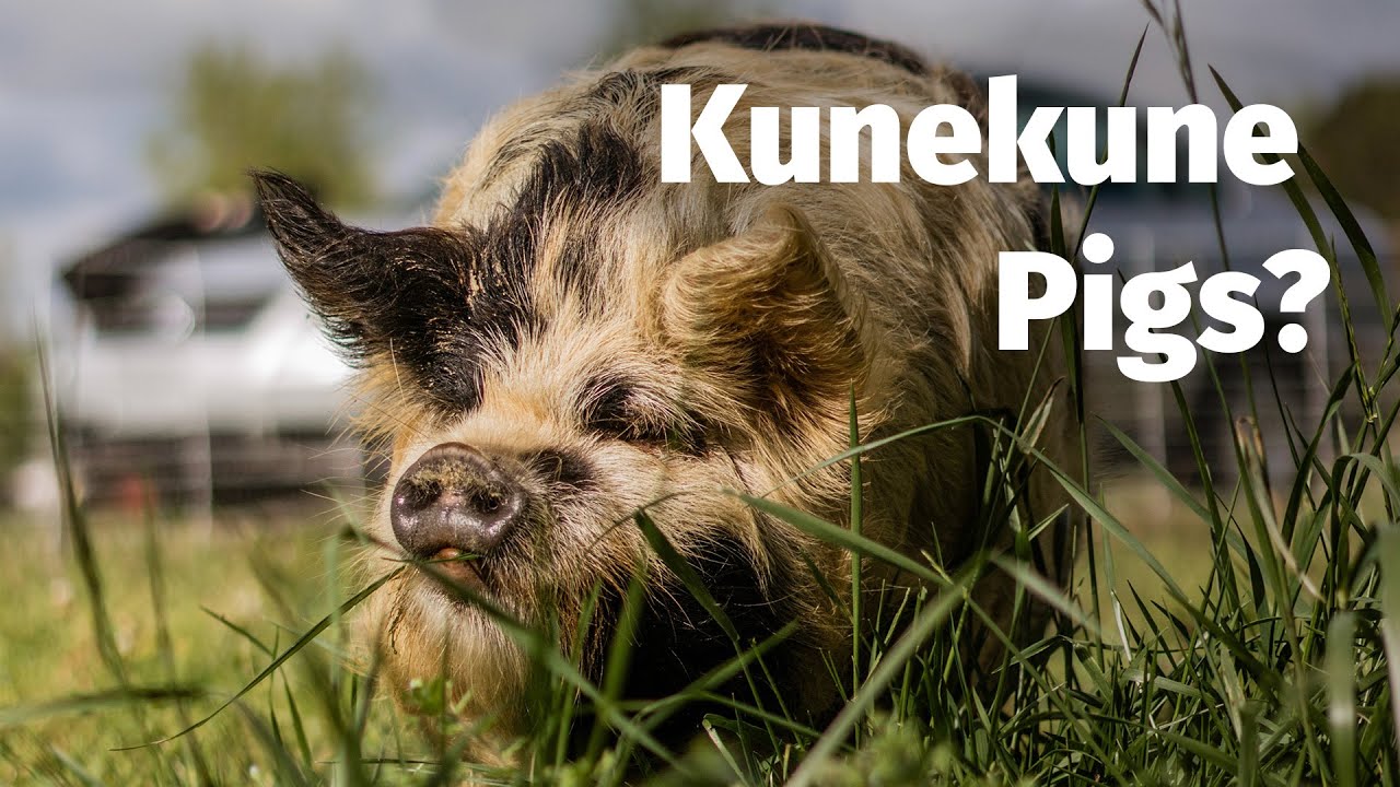 Are Kunekune Pigs Right For You?