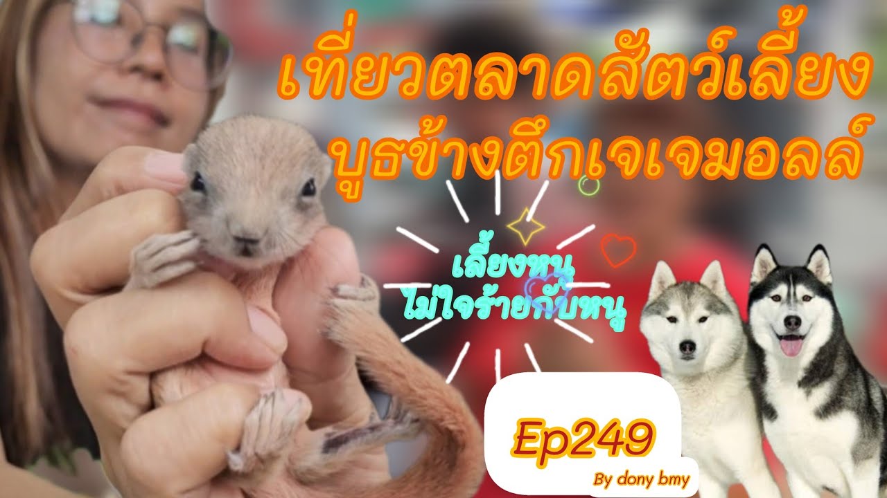 เที่ยวตลาดสัตว์เลี้ยง Ep.249 🐯🐿🐼|บูธข้างตึกเจเจมอลล์| #ตลาดจตุจักร #Chatuchakmarket #36ในมาแรง