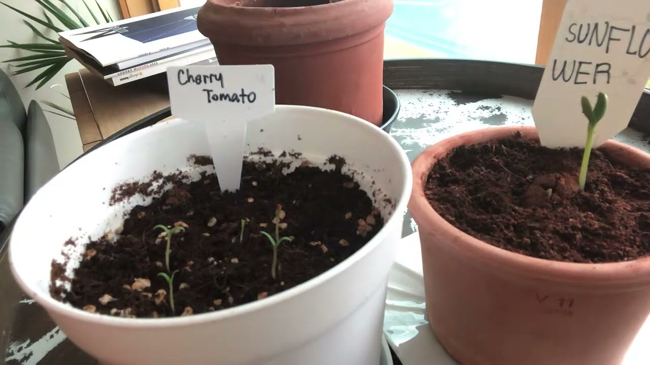 Growing Cheery Tomato
