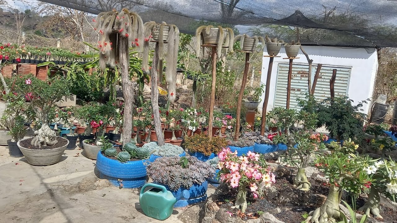 Como estão os enxertos de venda,muitas flores nas rosas do deserto + tanque limpo