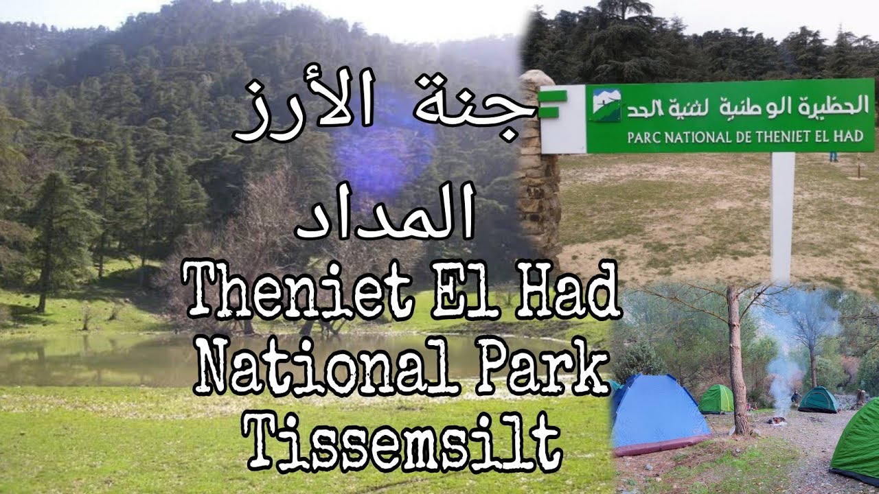 Theniet El had National Park - Meddad - Spring Season / Tissemsilt Province / Algeria