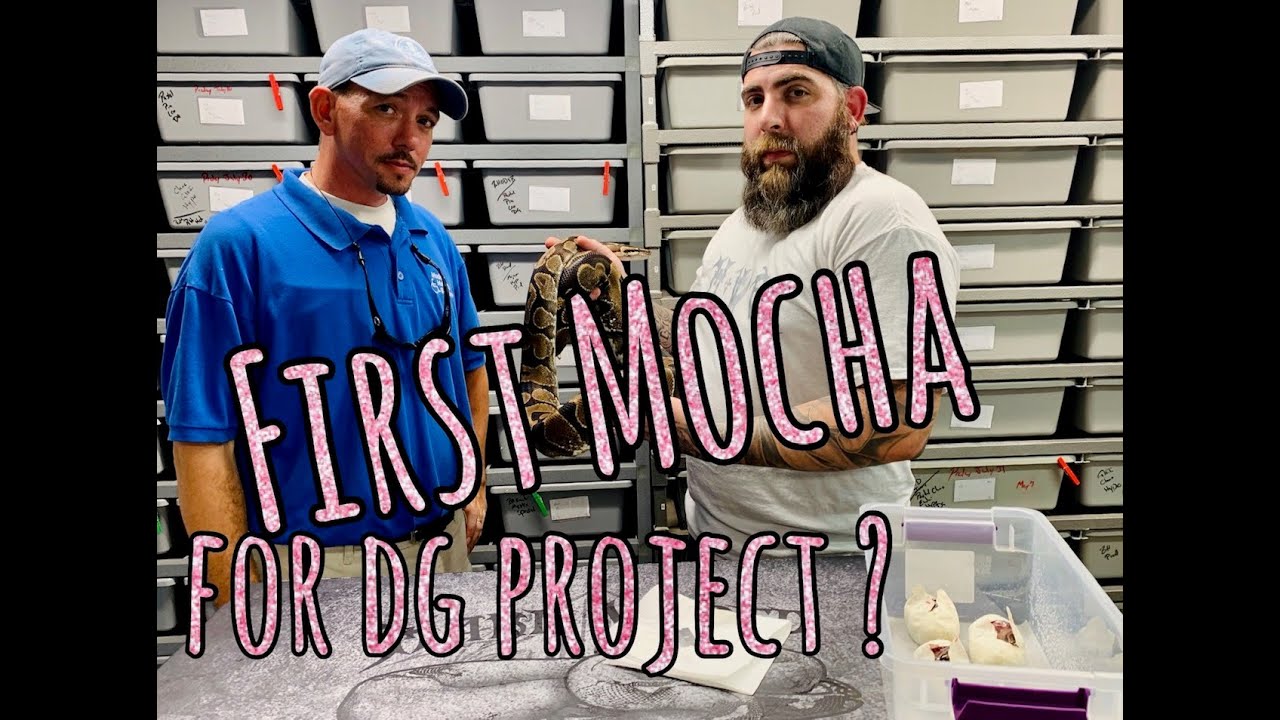 Are these the first mocha's for the desert ghost project ft. Trey Beck Reptile Junkie