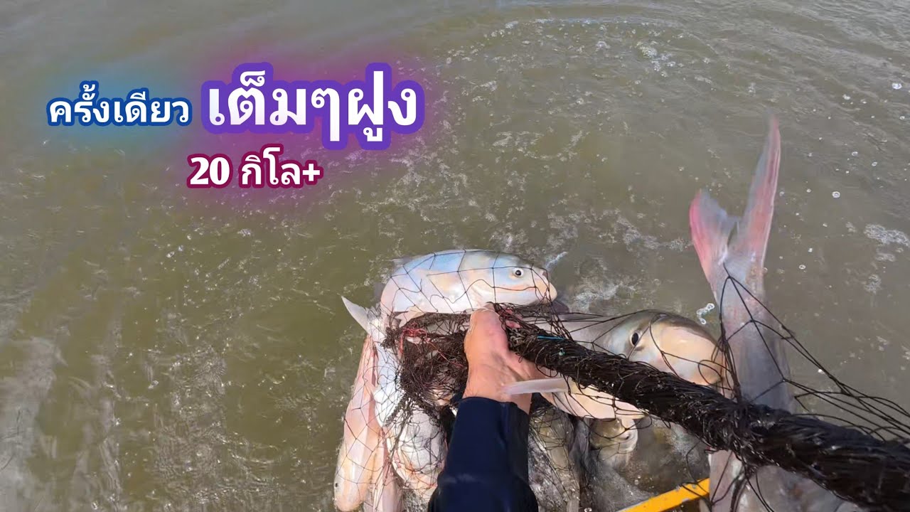 หว่านเเห บัตร 300 บาท ครั้งเดียว เกิน 20 โล ทั้งหนองหันมามองหมด / บ้านนอก EP.981