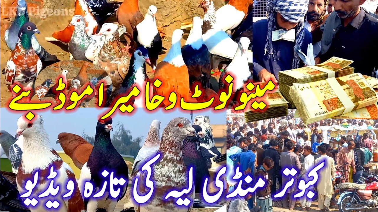 Kabootar Mandi Layyah latest video | Kabuter Mandi Layyah | Friday Pigeon Markeet Pakistan | ForSale