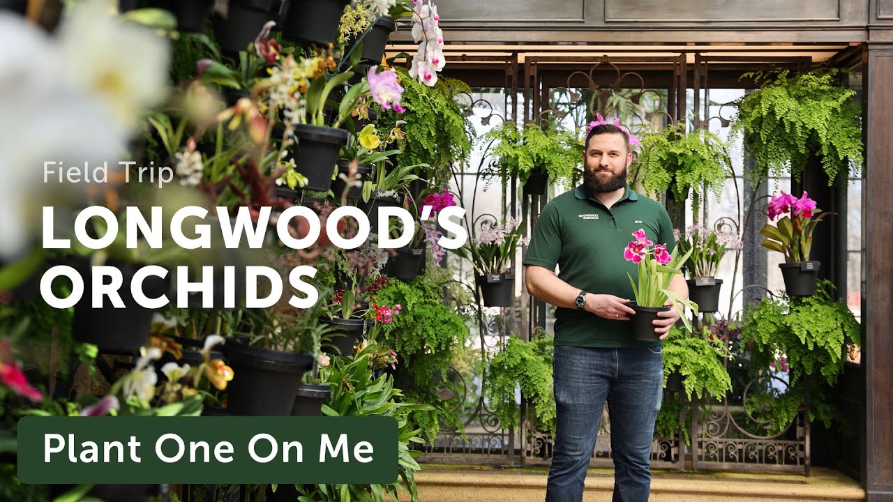 Longwood Garden's ORCHID CONSERVATORY Tour — Ep. 309