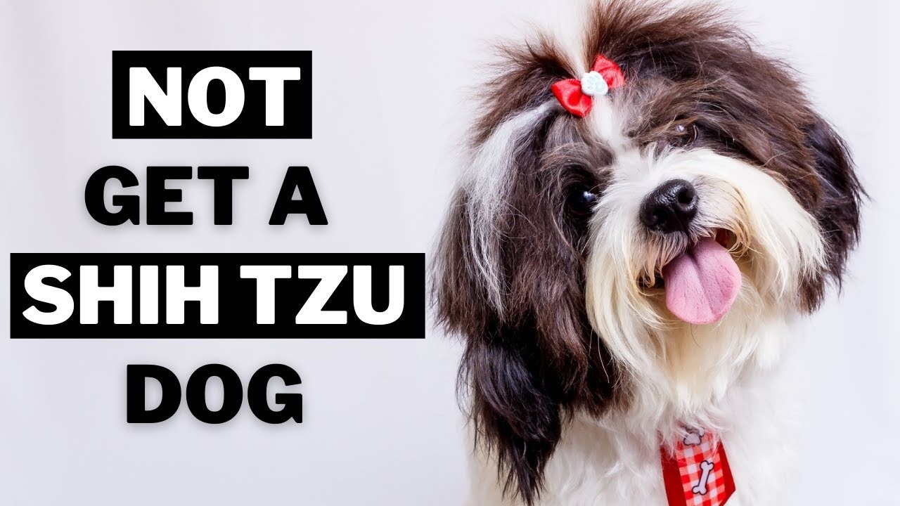 5 Reasons You Should Never Own a Shih Tzu Dog