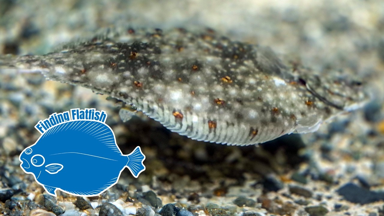 🐟Finding Flatfish - In the Aquarium