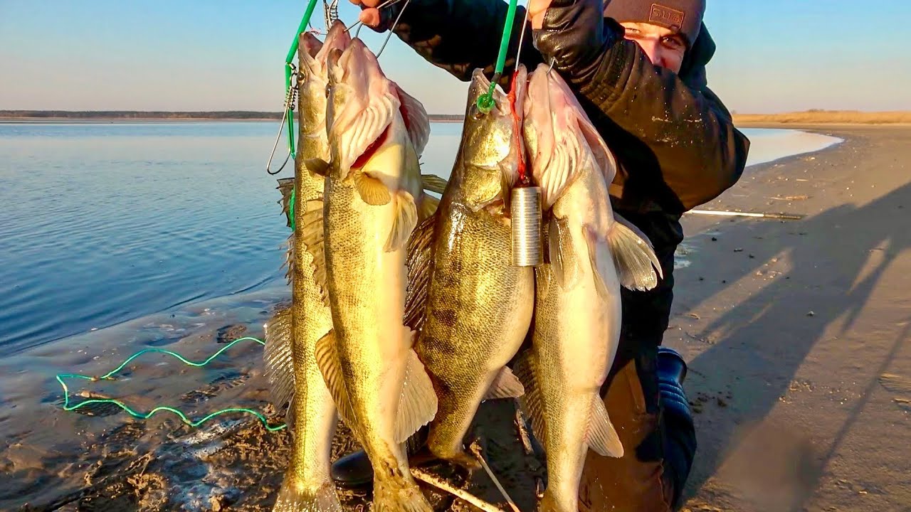 Знайшов канаву із здоровенними судаками! Ловля судака на блешню!