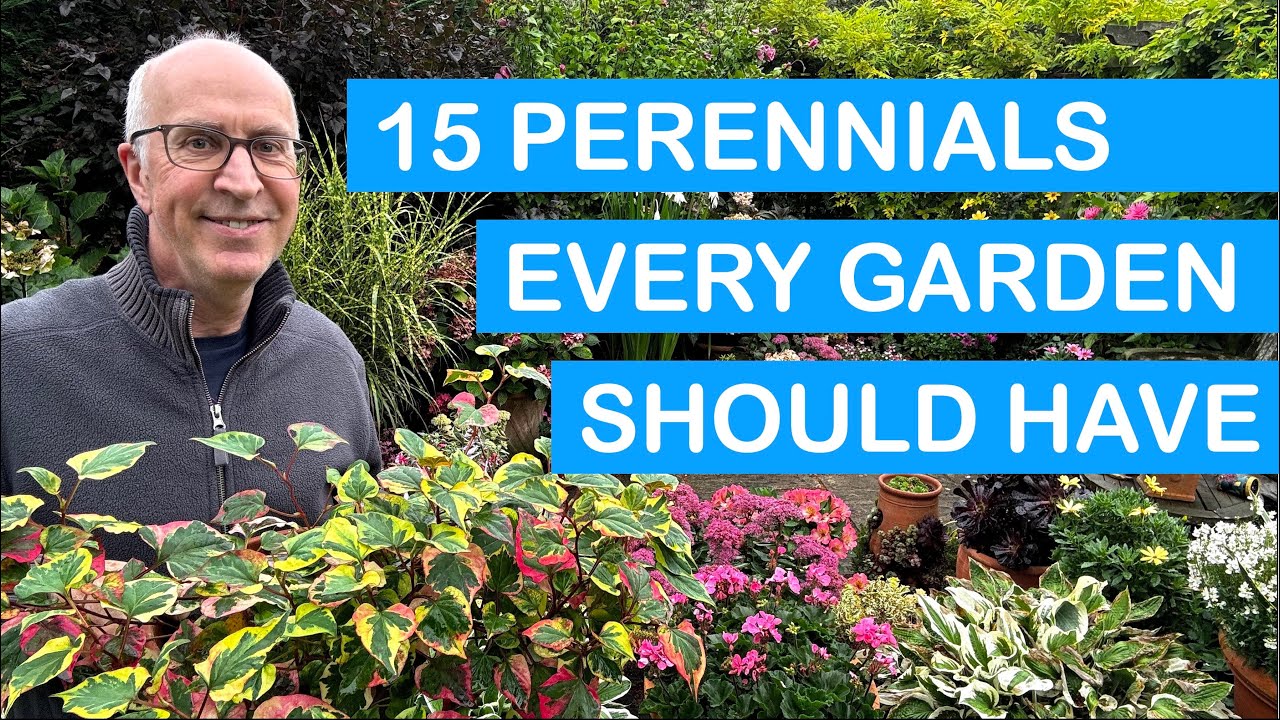 15 PERENNIALS EVERY GARDEN SHOULD GROW – COLOUR FROM FLOWERS & FOLIAGE: POTS & BEDS THROUGH THE YEAR