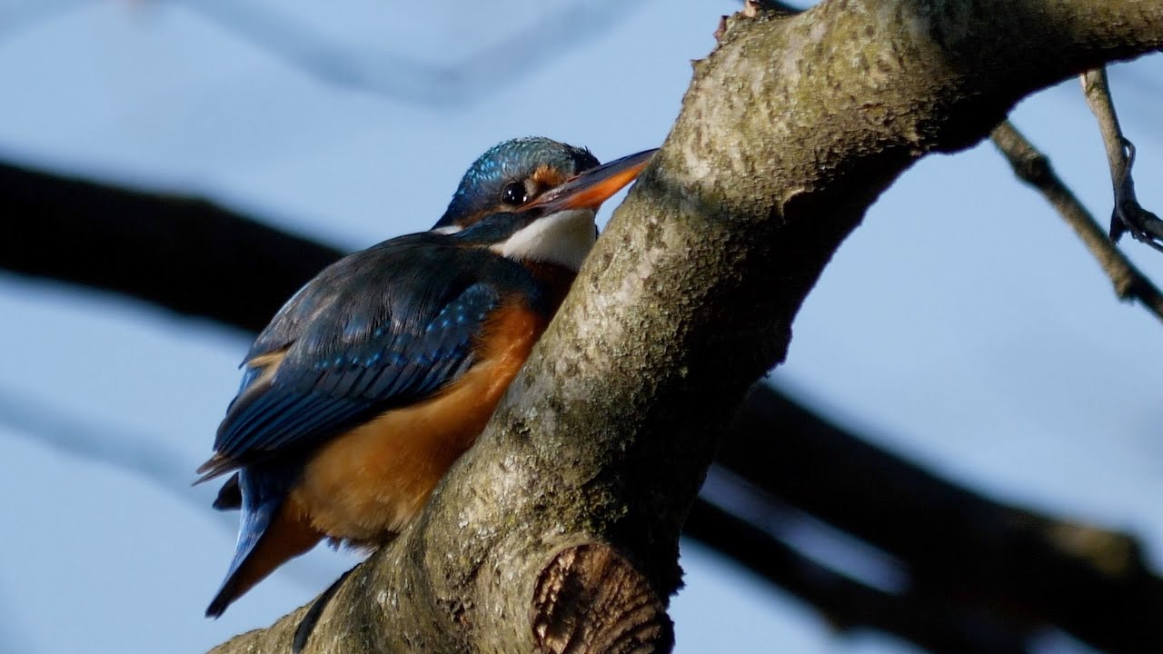 PARCO NORD MILANO - UN MATTINO DI INVERNO CON IL MARTIN PESCATORE (ALCEDO ATTHIS)