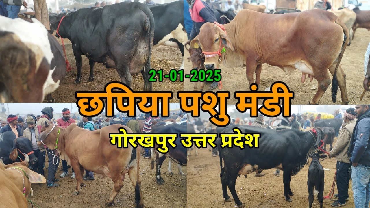 जनता पशु बाजार छपिया गोरखपुर उत्तर प्रदेश 21-01-2025 #pashumandijiwannagar #pashumandi #chappiya