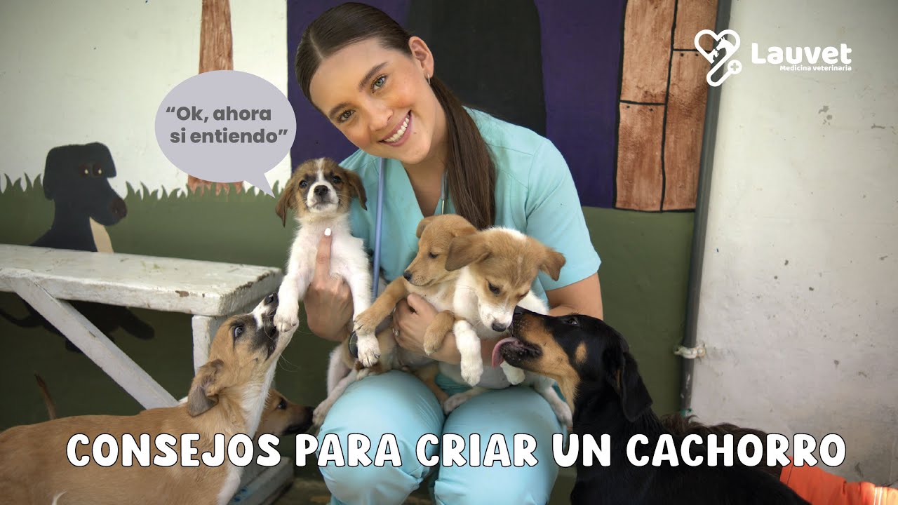 3 CONSEJOS PARA EDUCAR UN CACHORRO - Lauvet