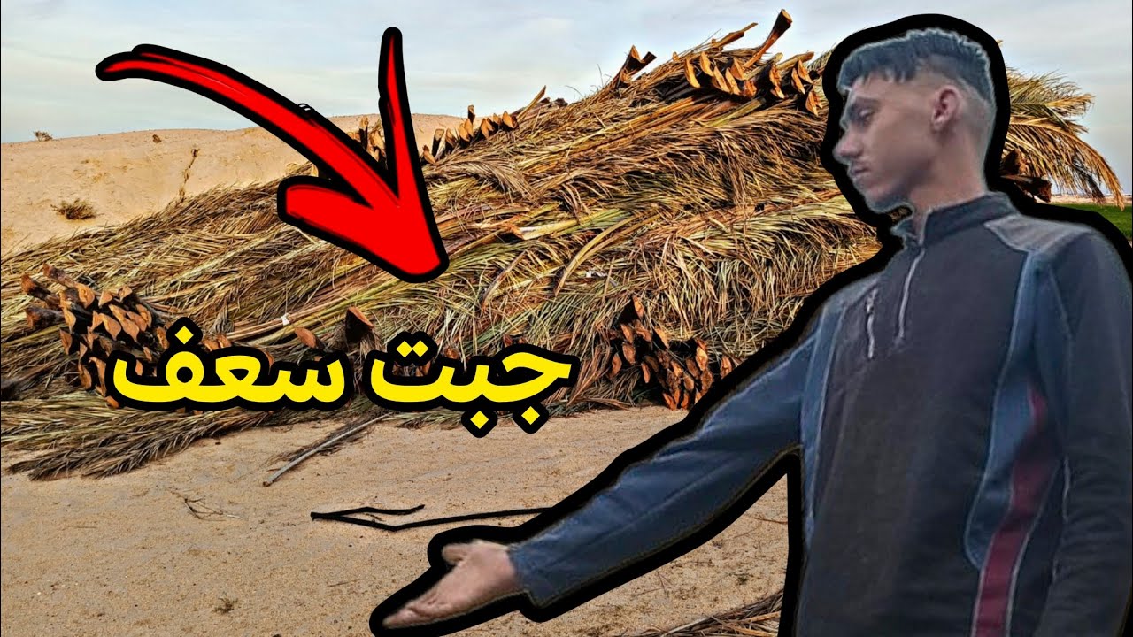 جبت اكبر كوم سعف🌴 في المزرعه