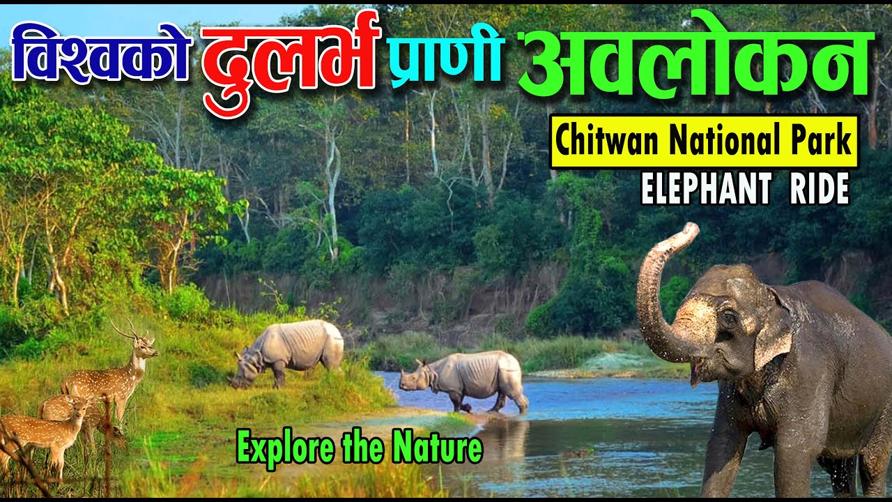प्रकृतिलाई नजिकबाट नियाल्न सौराह जाउँ  Elephant Ride  Chitwan National Park | #sauraha #chitwannepal
