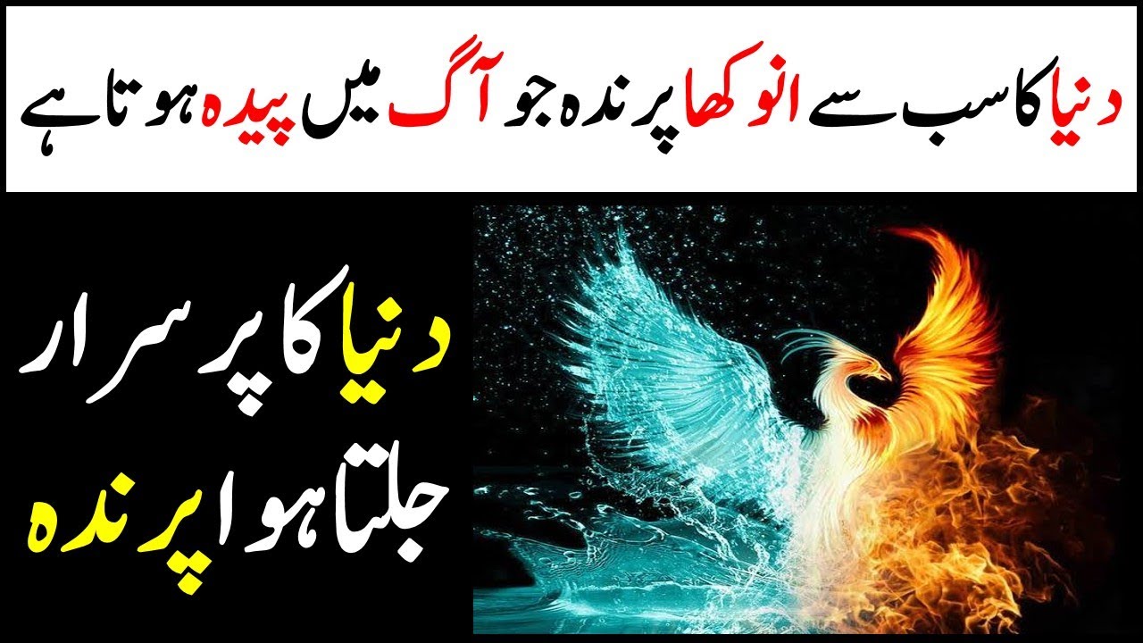 What Is Phoenix Or Fire Bird In Urdu Hindi| Apka Pakistan TV