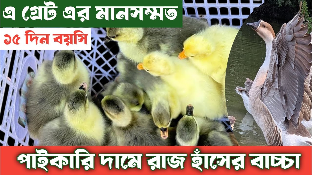 এ গ্রেডের মানসম্মত রাজহাঁসের বাচ্চা#পাইকারি দামে রাজহাঁসের বাচ্চা#সিরাজগঞ্জের রাজহাঁস বাচ্চা বিক্রি 