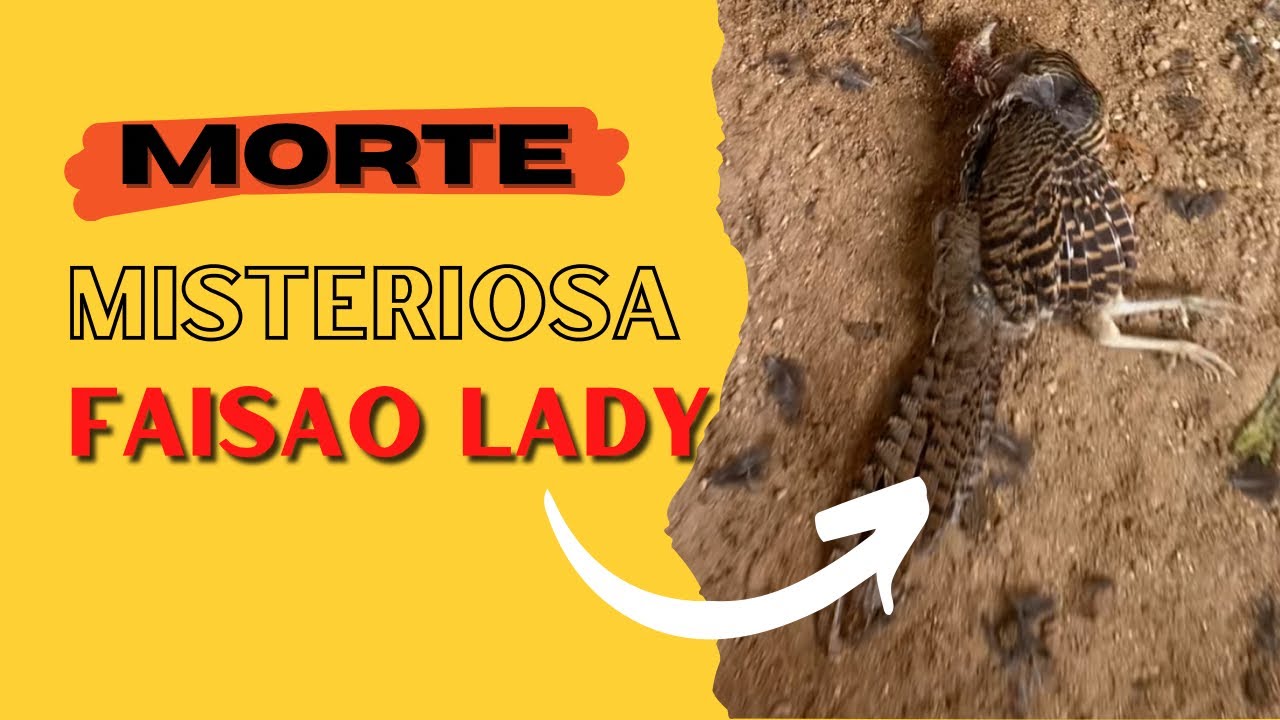 Mortes misteriosa do fais&atilde;o Lady!!