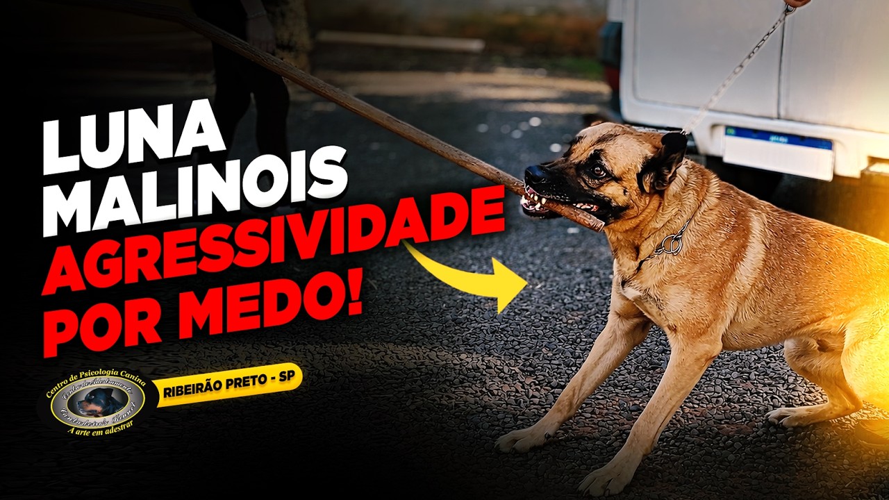 MALINOIS AGRESSIVO — LUNA — O MÉTODO RAIZ COMEÇA AGORA