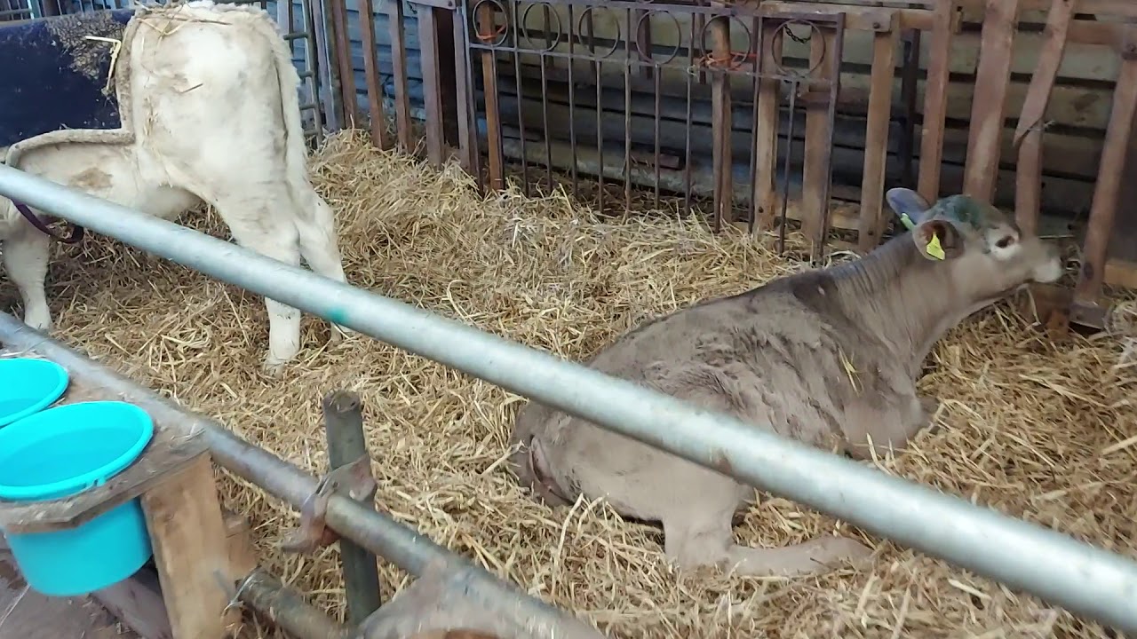 Calf Rearing. Weekly update