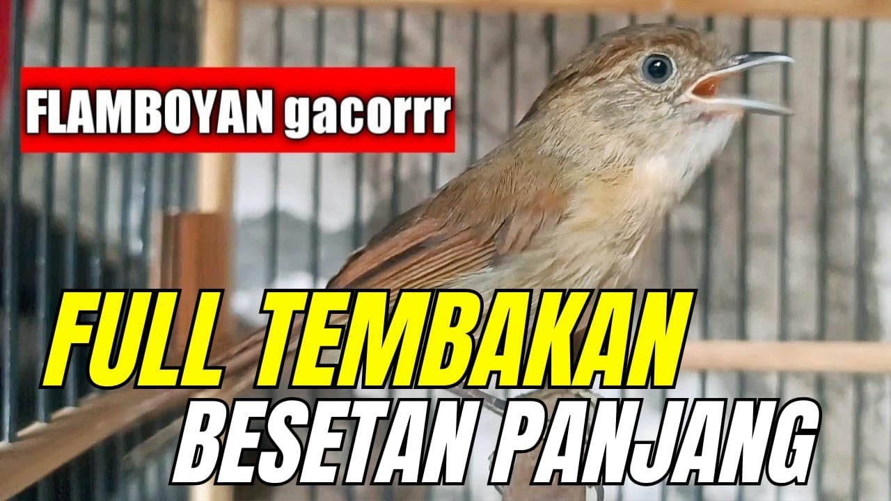 MASTERAN FLAMBOYAN || GACOR FULL BESETAN NEMBAK PANJANG || NGEBREN RAPAT