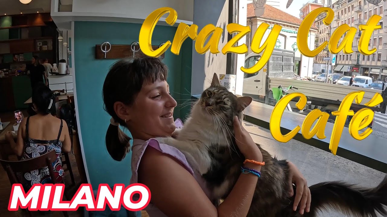Crazy Cat Café a Milano - un paradiso per gli amanti dei gatti!