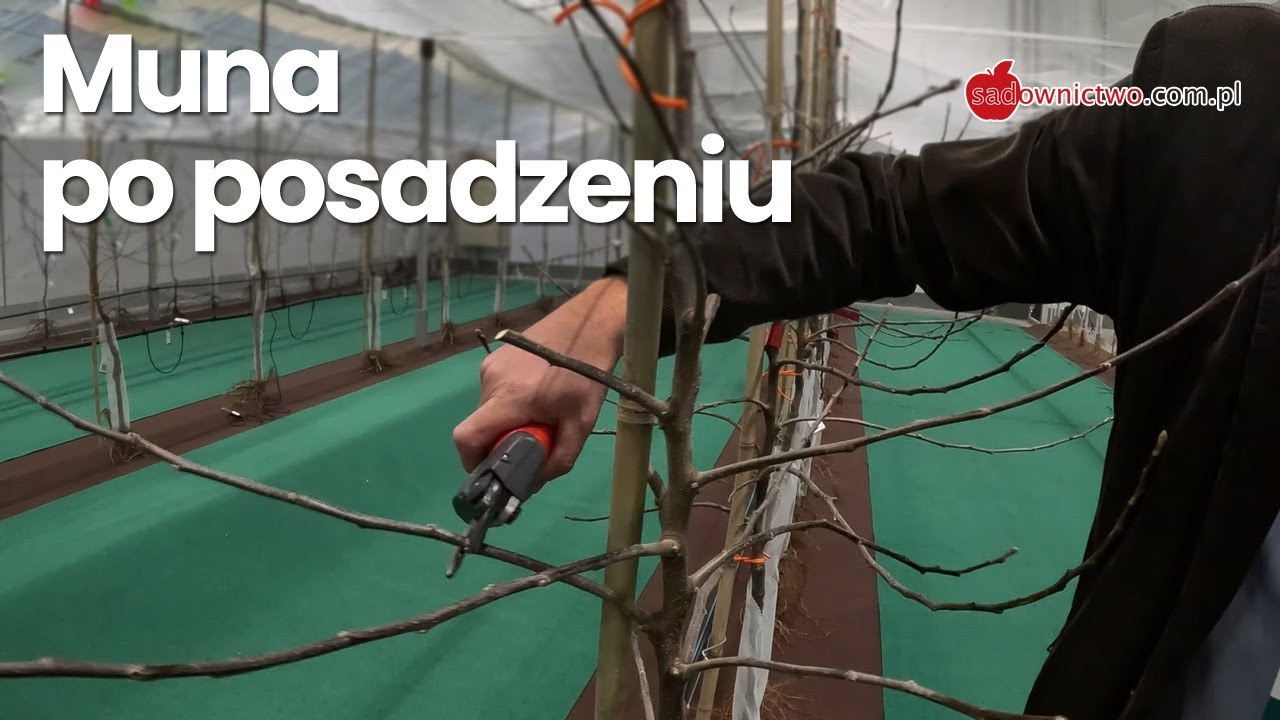 MUNA - cięcie drzewek jabłoni po posadzeniu (część 3/6)