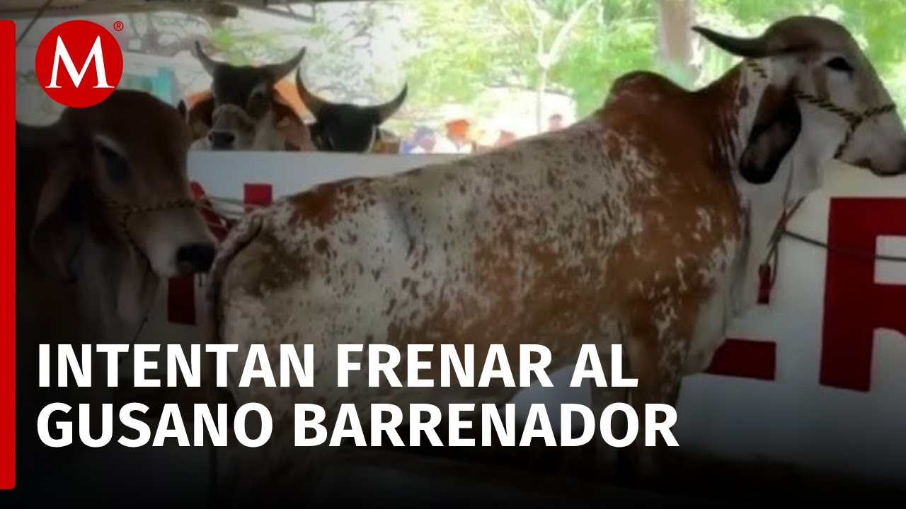 ¿Cómo se combate al gusano barrenador en México?