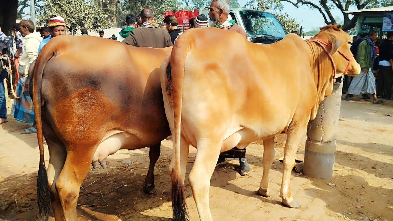হাটের সেরা সেরা মানের দুধের গাভীন গরু বগুড়া বিখ্যাত ধাপের হাটে || ২৯/১/২০২৬ || gorur hat cow milk 